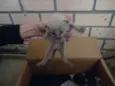 gato