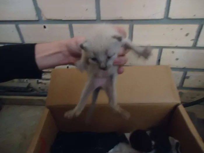 Gato raça vira-lata idade Abaixo de 2 meses nome gato