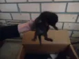 gato