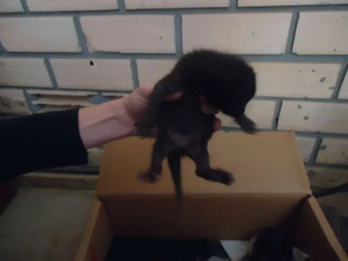 Gato raça vira-lata idade Abaixo de 2 meses nome gato