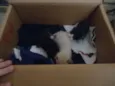 gato