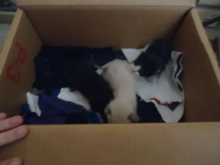 Gato raça vira-lata idade Abaixo de 2 meses nome gato