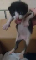 gato