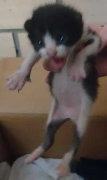 Gato raça vira-lata idade Abaixo de 2 meses nome gato