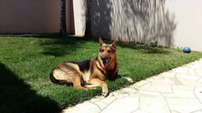 Cachorro ra a pastor alemão idade 6 ou mais anos nome Dara