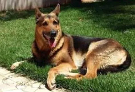 Cachorro ra a pastor alemão idade 6 ou mais anos nome Dara