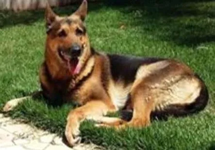 Cachorro ra a pastor alemão idade 6 ou mais anos nome Dara