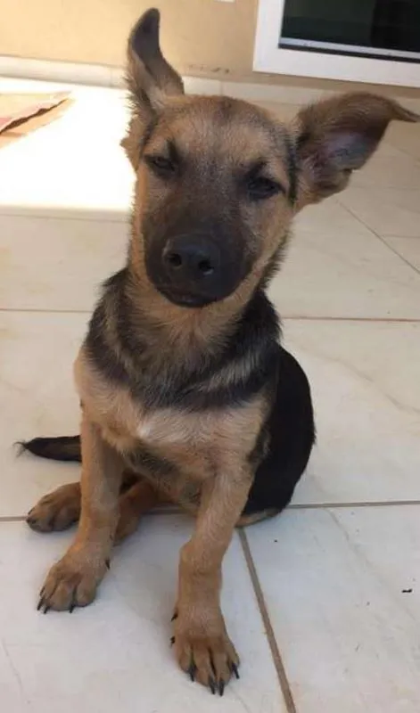 Cachorro ra a Mestiço pastor alemao idade 2 a 6 meses nome Frida