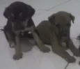 Não tem