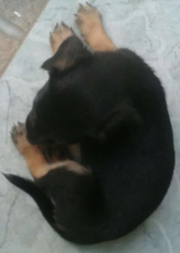 Cachorro ra a  indefinida idade Abaixo de 2 meses nome nao tem nomes ainda
