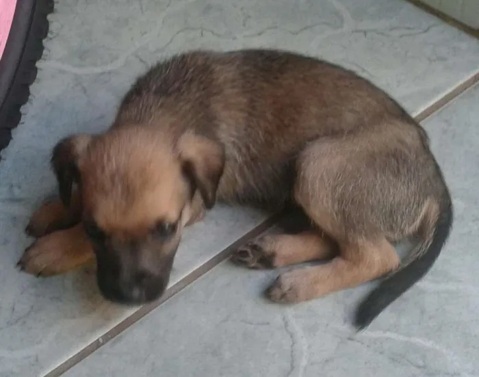 Cachorro ra a  indefinida idade Abaixo de 2 meses nome nao tem nomes ainda