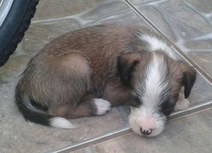 Cachorro ra a  indefinida idade Abaixo de 2 meses nome nao tem nomes ainda