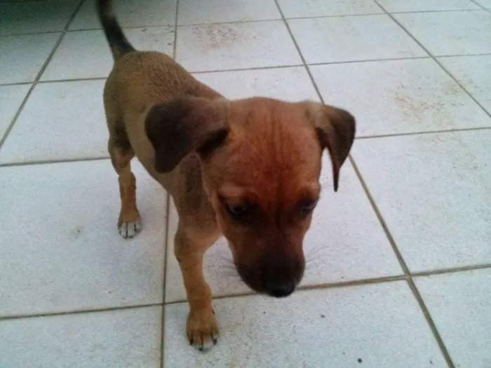 Cachorro ra a  idade 2 a 6 meses nome Mila