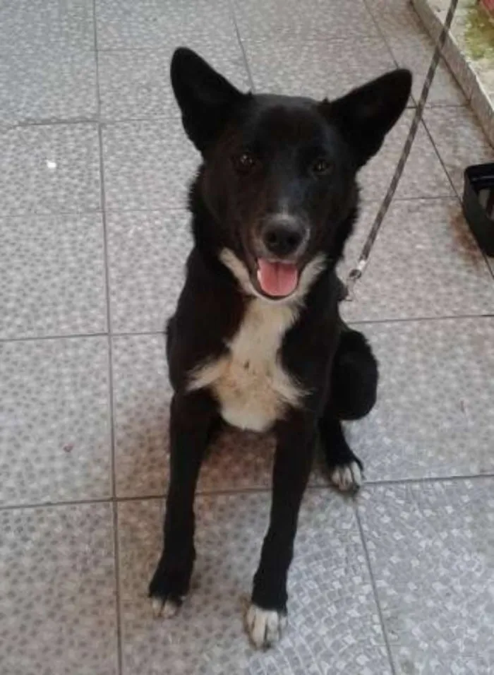 Cachorro ra a SRD idade 1 ano nome Pantera