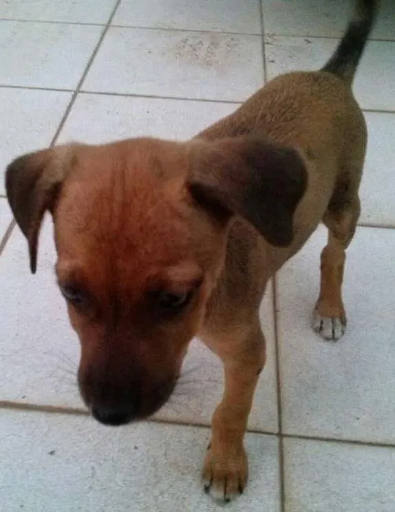 Cachorro ra a  idade 2 a 6 meses nome Mila
