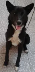 Pantera