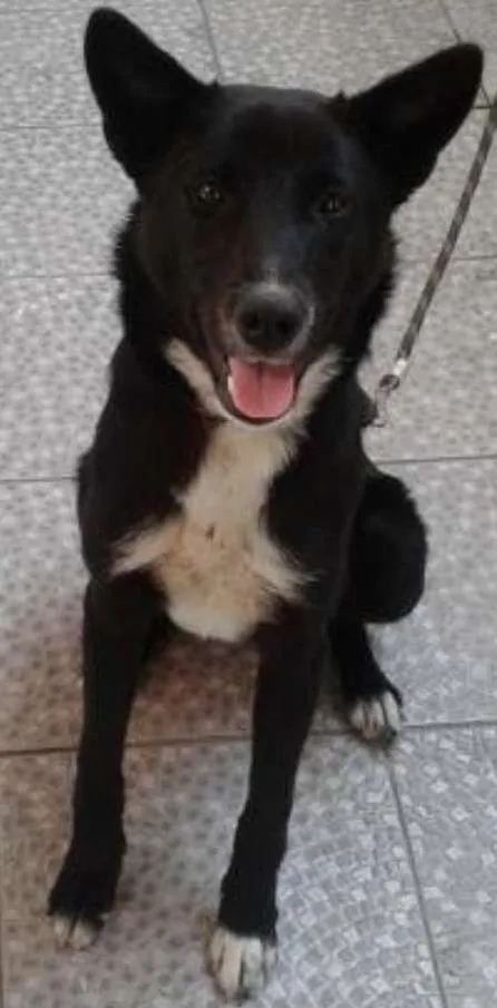 Cachorro ra a SRD idade 1 ano nome Pantera
