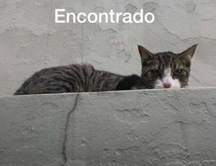 Gato ra a  idade  nome Encontrado