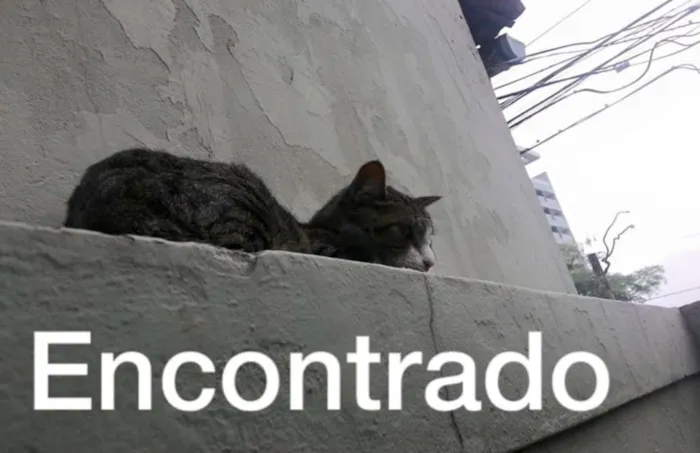 Gato ra a  idade  nome Encontrado