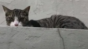 Gato raça  idade  nome Encontrado