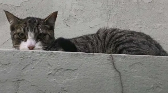 Gato ra a  idade  nome Encontrado