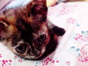 Gato raça SRD idade Abaixo de 2 meses nome ME ADOTA