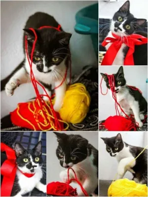 Gato raça SRD idade 7 a 11 meses nome Meg