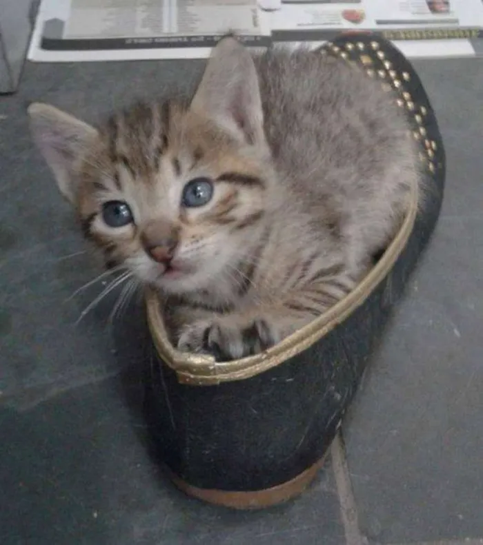 Gato ra a N/A idade Abaixo de 2 meses nome Tigrinho