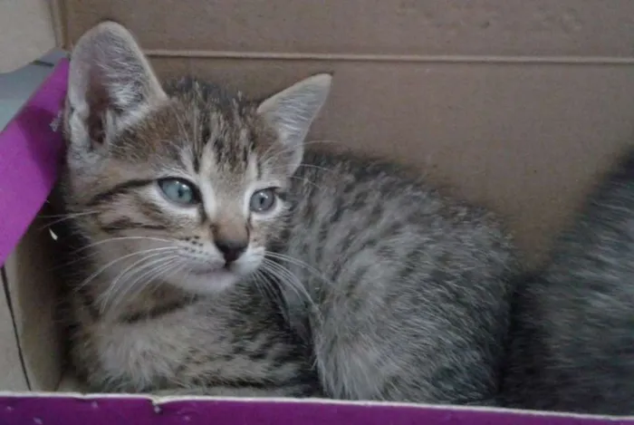 Gato ra a N/A idade Abaixo de 2 meses nome Tigrinho