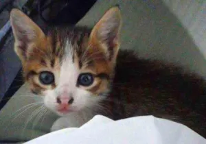 Gato raça  idade Abaixo de 2 meses nome Mingau