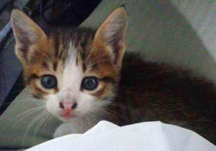 Gato ra a  idade Abaixo de 2 meses nome Mingau