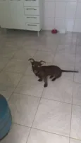 Maya
