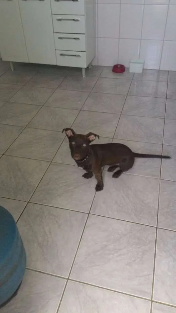 Cachorro raça SRD idade 7 a 11 meses nome Maya