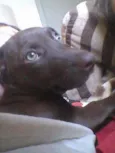 Maya