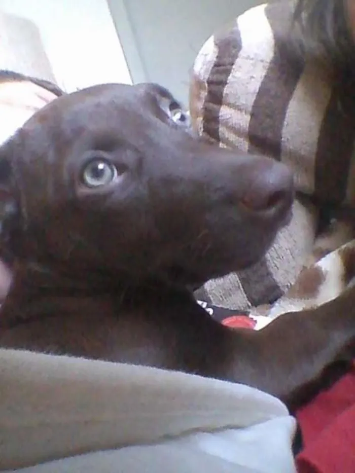 Cachorro raça SRD idade 7 a 11 meses nome Maya