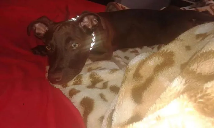 Cachorro raça SRD idade 7 a 11 meses nome Maya
