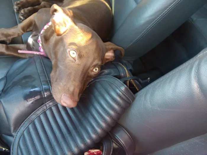 Cachorro raça SRD idade 7 a 11 meses nome Maya
