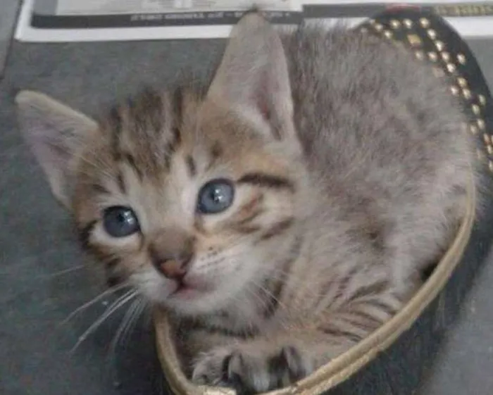 Gato ra a N/A idade Abaixo de 2 meses nome Tigrinho