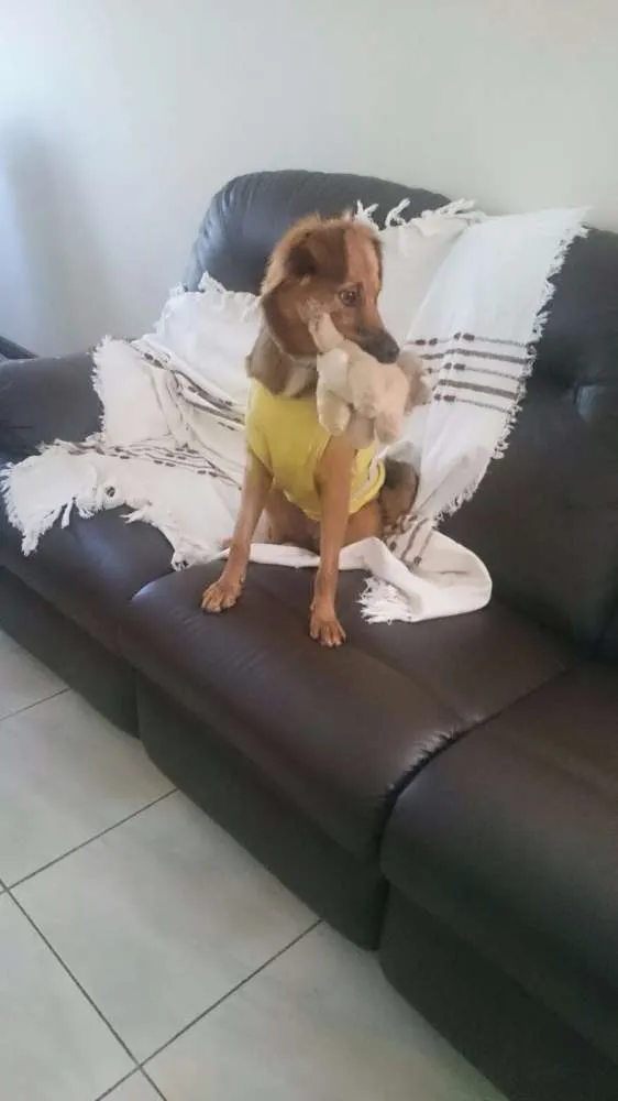Cachorro ra a SRD idade 7 a 11 meses nome Jade