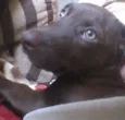 Maya