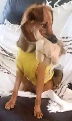 Cachorro raça SRD idade 7 a 11 meses nome Jade