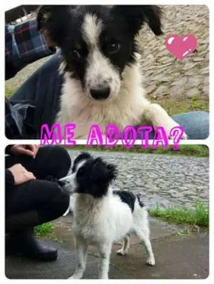 Cachorro raça sem raça idade 2 a 6 meses nome sem nome