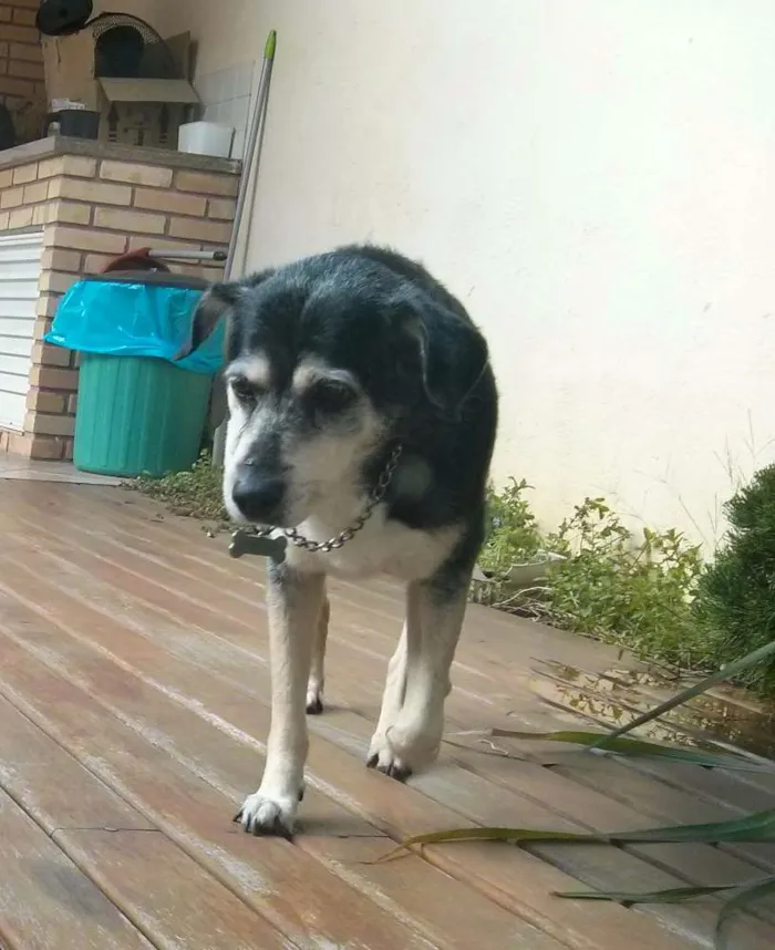 Cachorro ra a Srd idade 6 ou mais anos nome Sofi