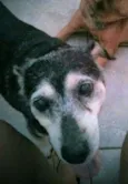 Sofi
