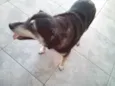 Sofi