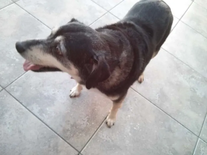 Cachorro ra a Srd idade 6 ou mais anos nome Sofi