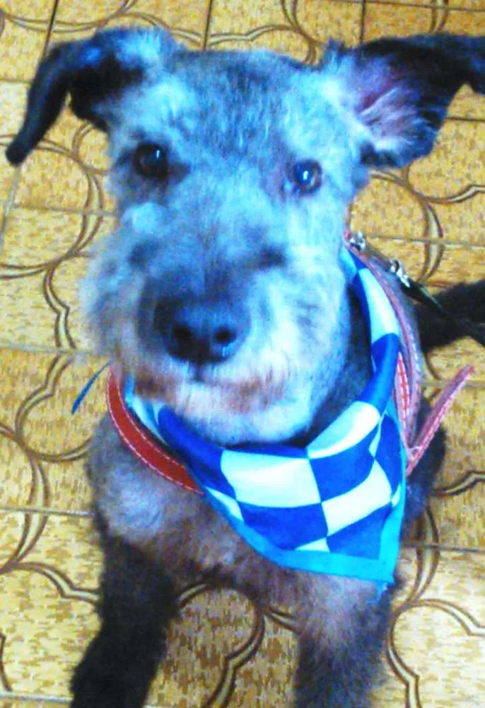 Cachorro ra a SRD idade 1 ano nome FLOQUINHO 
