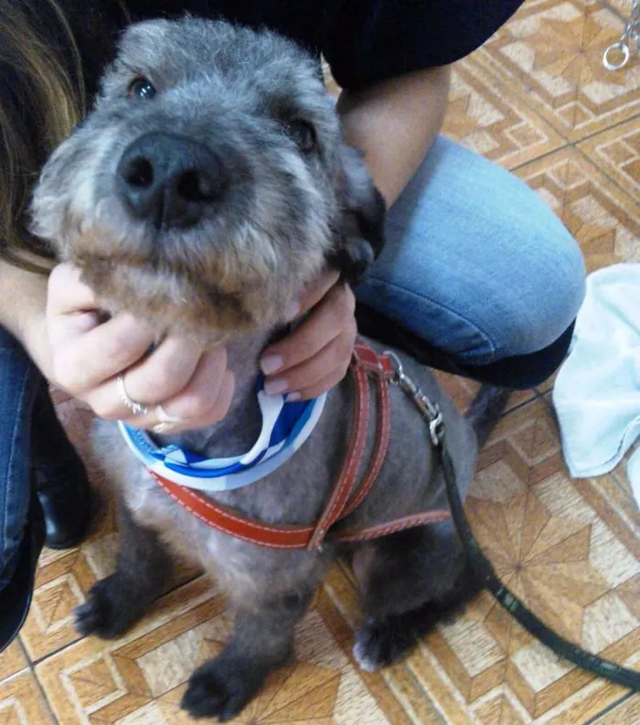 Cachorro ra a SRD idade 1 ano nome FLOQUINHO 