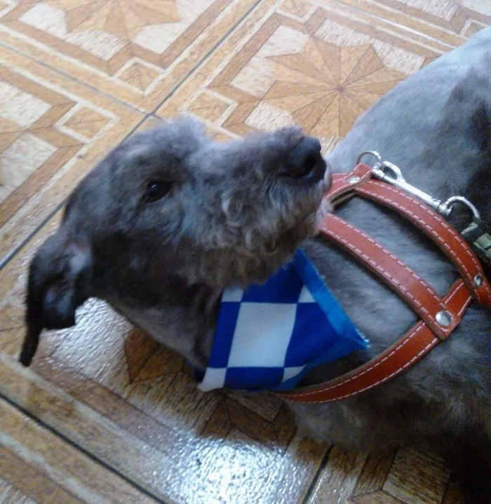 Cachorro ra a SRD idade 1 ano nome FLOQUINHO 