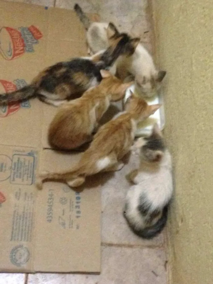 Gato ra a Snd idade Abaixo de 2 meses nome Sem nome